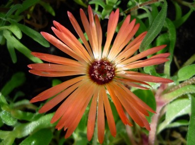 Mittagsblume2.JPG