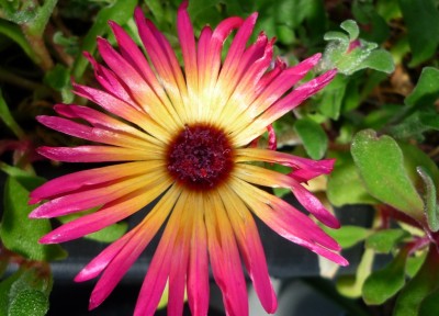 Mittagsblume1.JPG