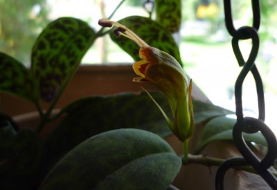 Aeschynanthus von Bonny.JPG