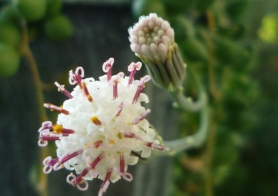 Blüte Erbsen am Bande.JPG