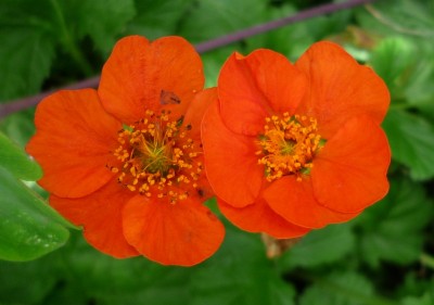 Geum coccineum.JPG