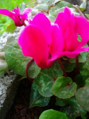 100D0837.JPG