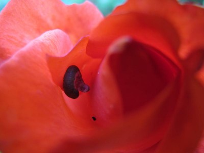 Raupe in Rosenknospe.JPG