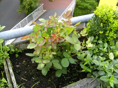 Beetrose Goldilokks 10-07-07.JPG