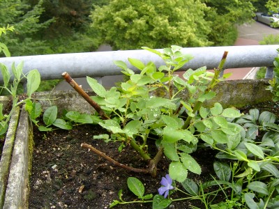 Beetrose Goldilokks 11.06.07.JPG