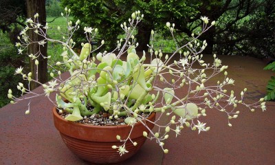 Sedum allantoides ´Goldii´ (6).JPG