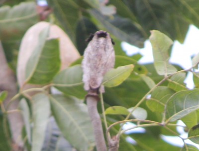 20. Unbekannter Baum I, 2010_10_05_1522.JPG