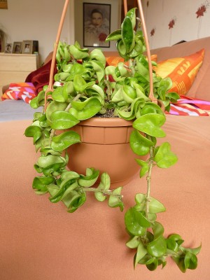 Hoya Compacta (1).jpg