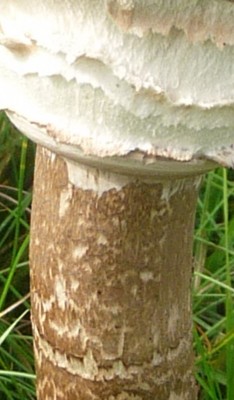 Kopie (3) von P1020520.JPG