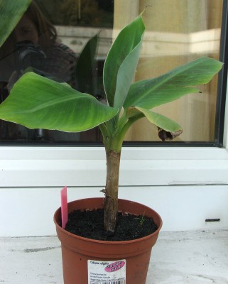 Musa acuminata07.10.10.jpg