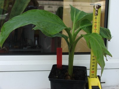Musa velutina 07.10.10JPG.jpg