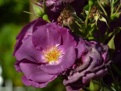 Rhapsody in blue.jpg