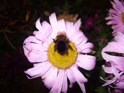 Hummel_(3)_2000x1500.JPG