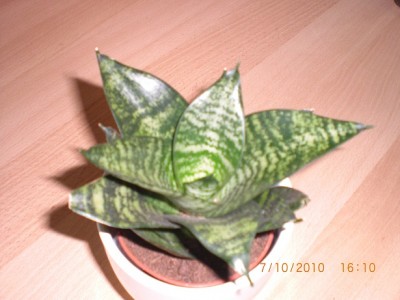 CIMG0467_1.jpg