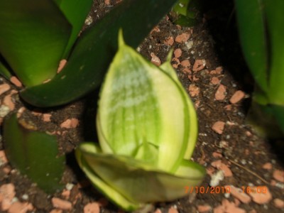 CIMG0460_1.jpg