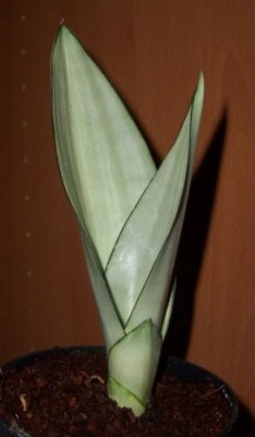 Sansvieria.jpg