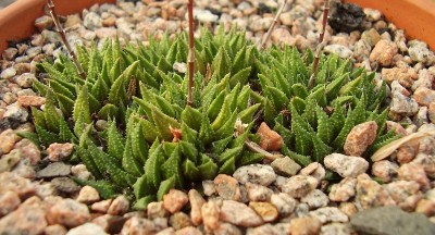 Haworthia herbacea (2).jpg