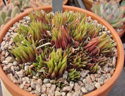 Haworthia chloracantha var. denticulifera.jpg