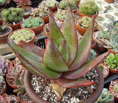 Aloe capitata (2).jpg