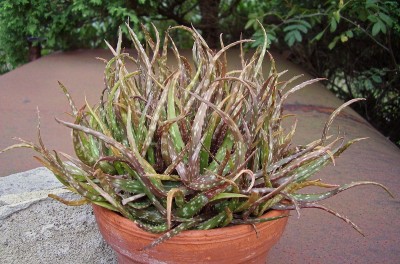Aloe bakeri (2).jpg