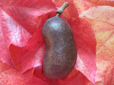 Frucht1.jpg