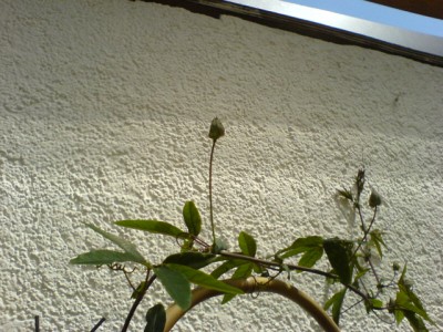 versch. Passis 013.jpg