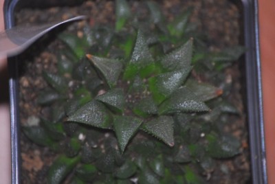 haworthia2 047yy.jpg