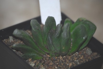 haworthia2 044yy.jpg