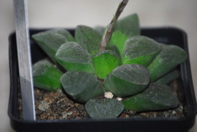 haworthia2 039yy.jpg
