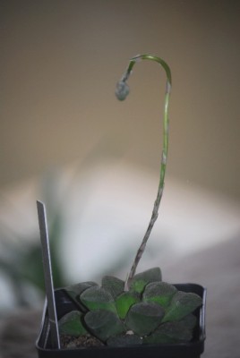 haworthia2 037yy.jpg