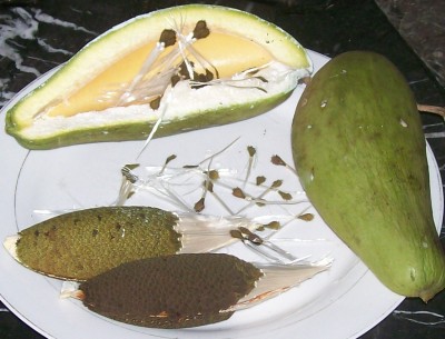 Araujia sericifera 11.jpg