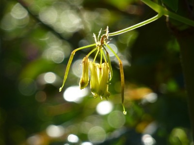 dicentra torulosa.jpg