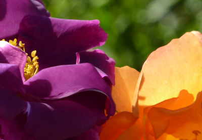 Rhapsody in Westerland.png