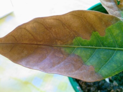 Rambutan bekommt braune Blätter · Pflanzenkrankheiten & Schädlinge ·  GREEN24 Pflanzen & Garten Forum