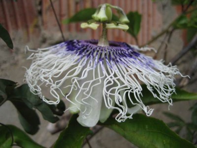 P.Tinalandia1.JPG