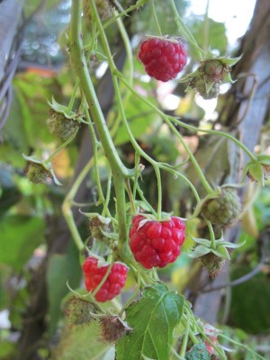 die letzten Himbeeren.JPG