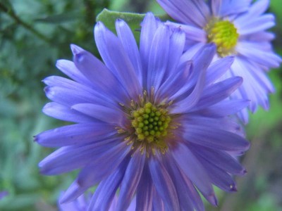 bl. Aster.JPG