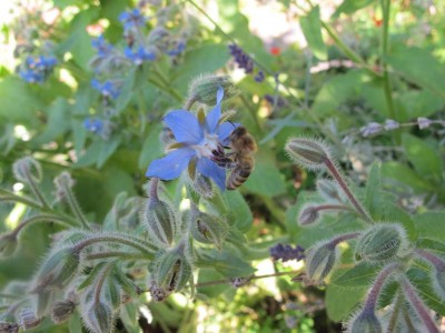 Biene am Borretsch.JPG