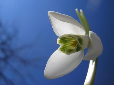 galanthus.JPG