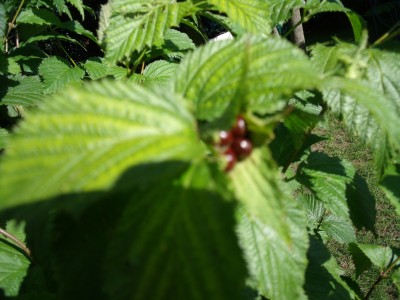 DSCF4126.JPG