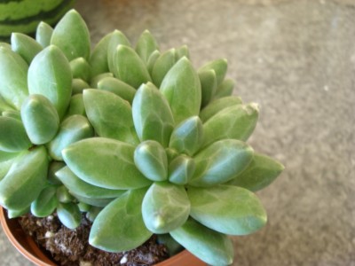 Pachyphytum compactum.JPG