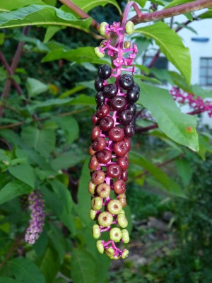 Pauls-Beeren.jpg