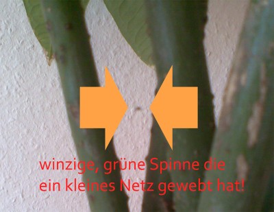 bild1.jpg