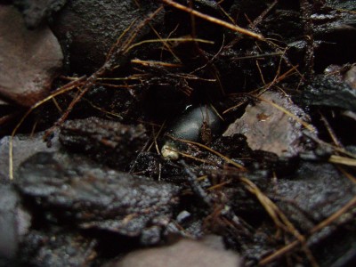 Strelitzia reginae 'Mandela's Gold' 3.JPG