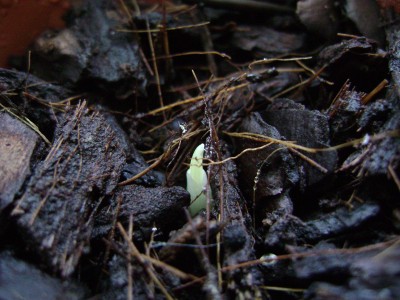 Strelitzia reginae 'Mandela's Gold' 2.JPG