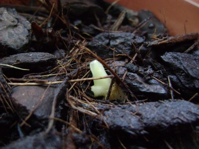 Strelitzia reginae 'Mandela's Gold' 1.JPG