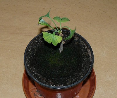 Ginkgo Biloba Variegata Klein 1.jpg
