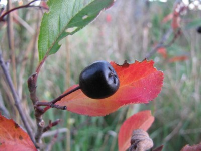 Apfelbeere-9-Okt-2010.JPG