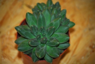 EcheveriaundCo 014yy.jpg