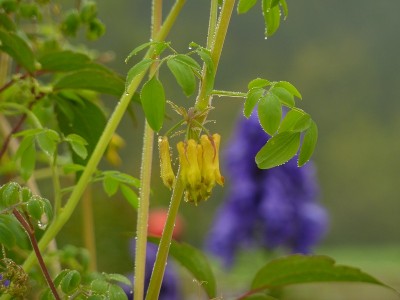 Dicentra scandens.jpg